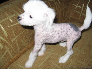 Китайская голая хохлатая собака - <ro>Изображение</ro><ru>Изображение</ru> #3, <ru>Объявление</ru> #86017