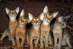 Абиссинские котята - <ro>Изображение</ro><ru>Изображение</ru> #1, <ru>Объявление</ru> #78562
