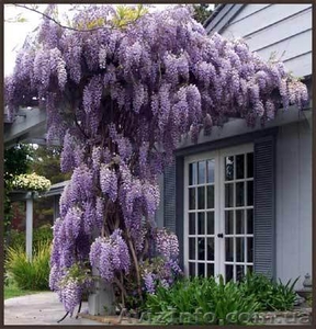 Глициния. Вистерия(wisteria floribunda) - <ro>Изображение</ro><ru>Изображение</ru> #1, <ru>Объявление</ru> #84763