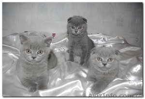 Шотландские котята (Scottish fold/stright) - <ro>Изображение</ro><ru>Изображение</ru> #4, <ru>Объявление</ru> #84038
