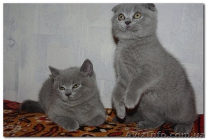 Шотландские котята (Scottish fold/stright) - <ro>Изображение</ro><ru>Изображение</ru> #5, <ru>Объявление</ru> #84038