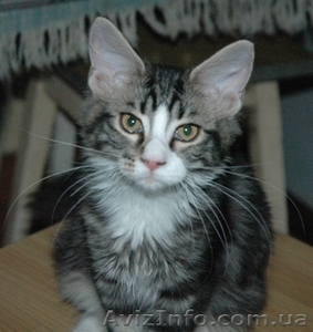 Мейн кун котята - <ro>Изображение</ro><ru>Изображение</ru> #2, <ru>Объявление</ru> #98086