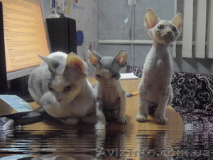 кудрявые котята девон-рекс - <ro>Изображение</ro><ru>Изображение</ru> #3, <ru>Объявление</ru> #91265