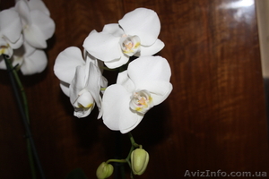 Орхидея Phalaenopsis (Фаленопсис) - <ro>Изображение</ro><ru>Изображение</ru> #1, <ru>Объявление</ru> #101300
