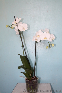 Орхидея Phalaenopsis (Фаленопсис) - <ro>Изображение</ro><ru>Изображение</ru> #2, <ru>Объявление</ru> #101300