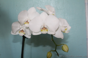Орхидея Phalaenopsis (Фаленопсис) - <ro>Изображение</ro><ru>Изображение</ru> #3, <ru>Объявление</ru> #101300