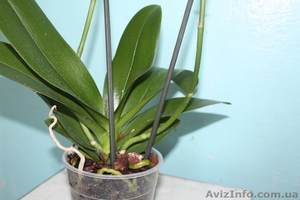 Орхидея Phalaenopsis (Фаленопсис) - <ro>Изображение</ro><ru>Изображение</ru> #4, <ru>Объявление</ru> #101300