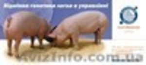 племенные ремонтные свинки и хрячки - <ro>Изображение</ro><ru>Изображение</ru> #1, <ru>Объявление</ru> #100965