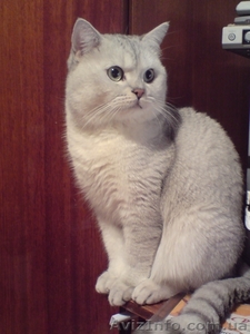 Британский кот окраса серебристая шиншила - <ro>Изображение</ro><ru>Изображение</ru> #1, <ru>Объявление</ru> #121182