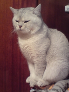 Британский кот окраса серебристая шиншила - <ro>Изображение</ro><ru>Изображение</ru> #3, <ru>Объявление</ru> #121182