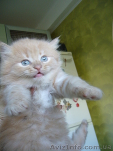 котенок сибирской кошки в добрые руки - <ro>Изображение</ro><ru>Изображение</ru> #1, <ru>Объявление</ru> #125022