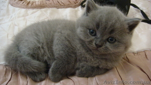 Британские  котята родились 01/12/10 - <ro>Изображение</ro><ru>Изображение</ru> #2, <ru>Объявление</ru> #140650