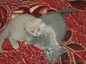 породистые котята - <ro>Изображение</ro><ru>Изображение</ru> #1, <ru>Объявление</ru> #141161