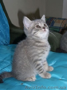 продается котенок (девочка) британская голубая 2.5 месяца - <ro>Изображение</ro><ru>Изображение</ru> #3, <ru>Объявление</ru> #162882