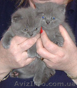 продается котенок (девочка) британская голубая 2.5 месяца - <ro>Изображение</ro><ru>Изображение</ru> #1, <ru>Объявление</ru> #162882