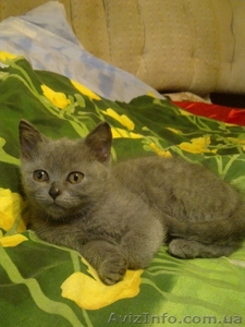 продается котенок (девочка) британская голубая - <ro>Изображение</ro><ru>Изображение</ru> #1, <ru>Объявление</ru> #158557
