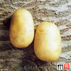 Семенной картофель. Сорт Агаве, Ривъера - <ro>Изображение</ro><ru>Изображение</ru> #1, <ru>Объявление</ru> #193732