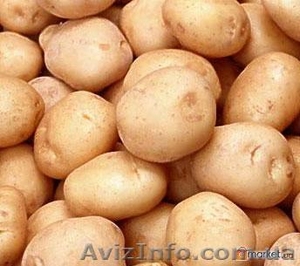 продам картофель оптом - <ro>Изображение</ro><ru>Изображение</ru> #1, <ru>Объявление</ru> #91233