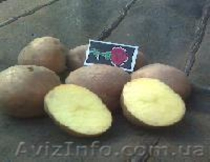 Продам картофель (посевной, столовый) - <ro>Изображение</ro><ru>Изображение</ru> #1, <ru>Объявление</ru> #194134