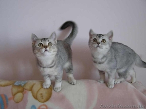 британские котята  серебристого окраса - <ro>Изображение</ro><ru>Изображение</ru> #2, <ru>Объявление</ru> #173663