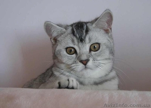 британские котята  серебристого окраса - <ro>Изображение</ro><ru>Изображение</ru> #1, <ru>Объявление</ru> #173663