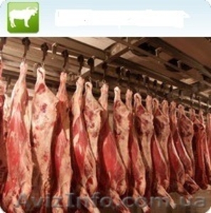 мясо говядины в полу тушах - <ro>Изображение</ro><ru>Изображение</ru> #1, <ru>Объявление</ru> #191035