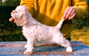 Американский кокер спаниель щенки шоу-класса - <ro>Изображение</ro><ru>Изображение</ru> #2, <ru>Объявление</ru> #234356