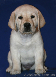 Щенки лабрадора ретривер