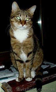 Нежный котик-муркотик ищет дом - <ro>Изображение</ro><ru>Изображение</ru> #1, <ru>Объявление</ru> #245914