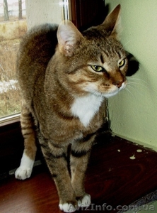 Нежный котик-муркотик ищет дом - <ro>Изображение</ro><ru>Изображение</ru> #3, <ru>Объявление</ru> #245914
