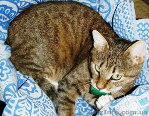 Нежный котик-муркотик ищет дом - <ro>Изображение</ro><ru>Изображение</ru> #4, <ru>Объявление</ru> #245914