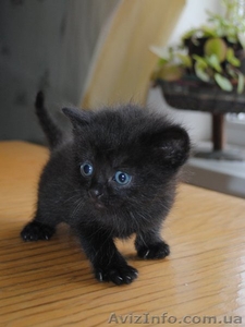 Чёрные котята-малыши - <ro>Изображение</ro><ru>Изображение</ru> #1, <ru>Объявление</ru> #234677