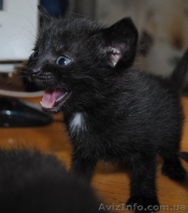 Чёрные котята-малыши - <ro>Изображение</ro><ru>Изображение</ru> #2, <ru>Объявление</ru> #234677