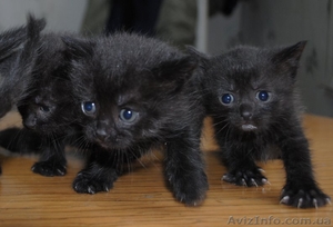 Чёрные котята-малыши - <ro>Изображение</ro><ru>Изображение</ru> #3, <ru>Объявление</ru> #234677