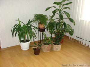 Монстера и другие комнатные растения - <ro>Изображение</ro><ru>Изображение</ru> #2, <ru>Объявление</ru> #245293