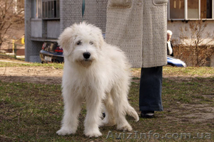 Лучший щенок Южнорусской овчарки - <ro>Изображение</ro><ru>Изображение</ru> #1, <ru>Объявление</ru> #226770