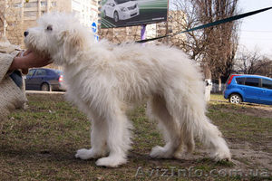 Лучший щенок Южнорусской овчарки - <ro>Изображение</ro><ru>Изображение</ru> #2, <ru>Объявление</ru> #226770