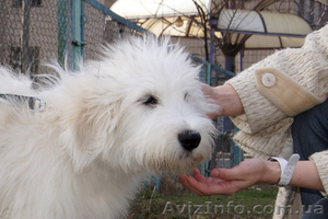 Лучший щенок Южнорусской овчарки - <ro>Изображение</ro><ru>Изображение</ru> #3, <ru>Объявление</ru> #226770