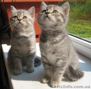 Чистокровные британские котята от титулованных производителей - <ro>Изображение</ro><ru>Изображение</ru> #1, <ru>Объявление</ru> #257164