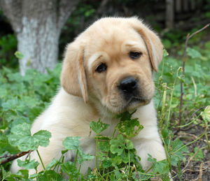 Щенки лабрадора шоу класса!