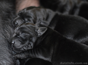 Щенки лабрадора от финских производителей!