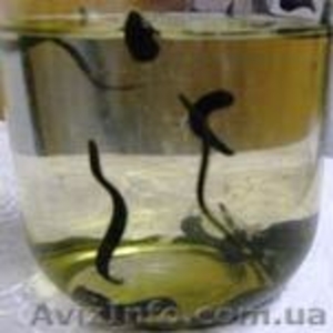 Пиявка медицинская