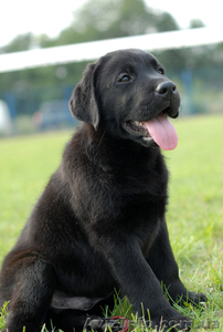 Щенки лабрадора европейского уровня!
