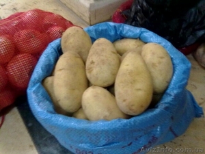 оптовые поставки овощей фруктов