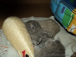 продаем котят породы скоттиш фолд и страйт