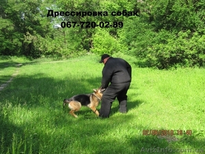 Дрессировка собак всех пород - <ro>Изображение</ro><ru>Изображение</ru> #1, <ru>Объявление</ru> #251636