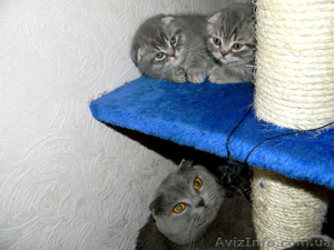 Чистокровные вислоухие котята - <ro>Изображение</ro><ru>Изображение</ru> #1, <ru>Объявление</ru> #254854