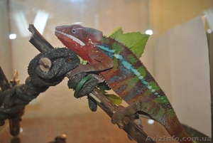 Продажа экзотических животных.