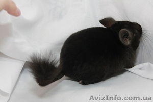 Продам шиншилу в г. Запорожье