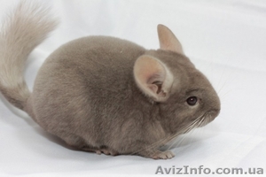 Продам шиншилу Хмельницкий